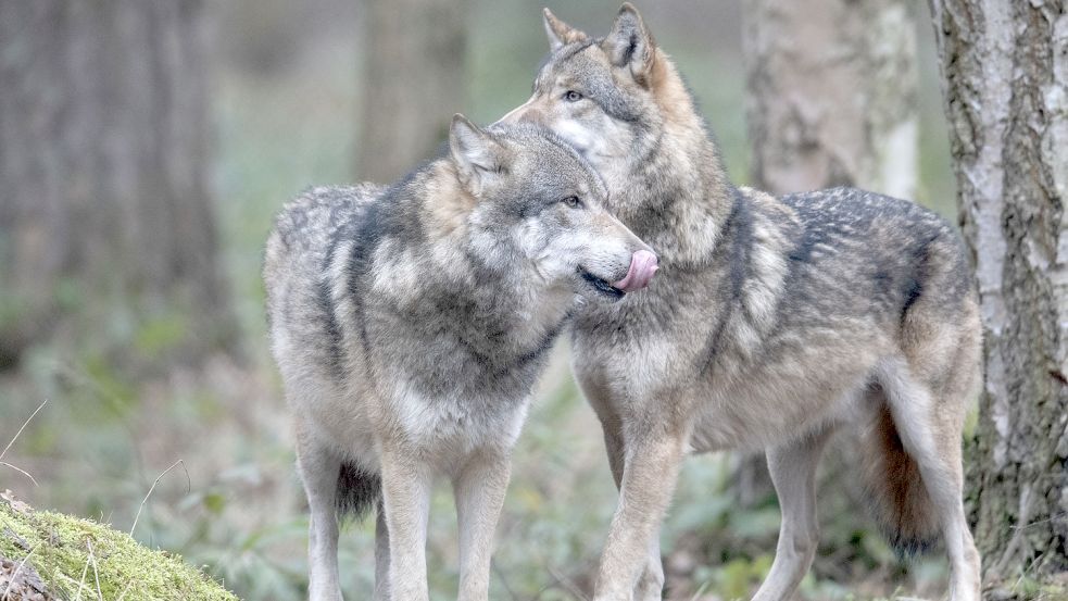 Totes Rind in Reepsholt Neuer Wolfsriss in Friedeburg schürt alte