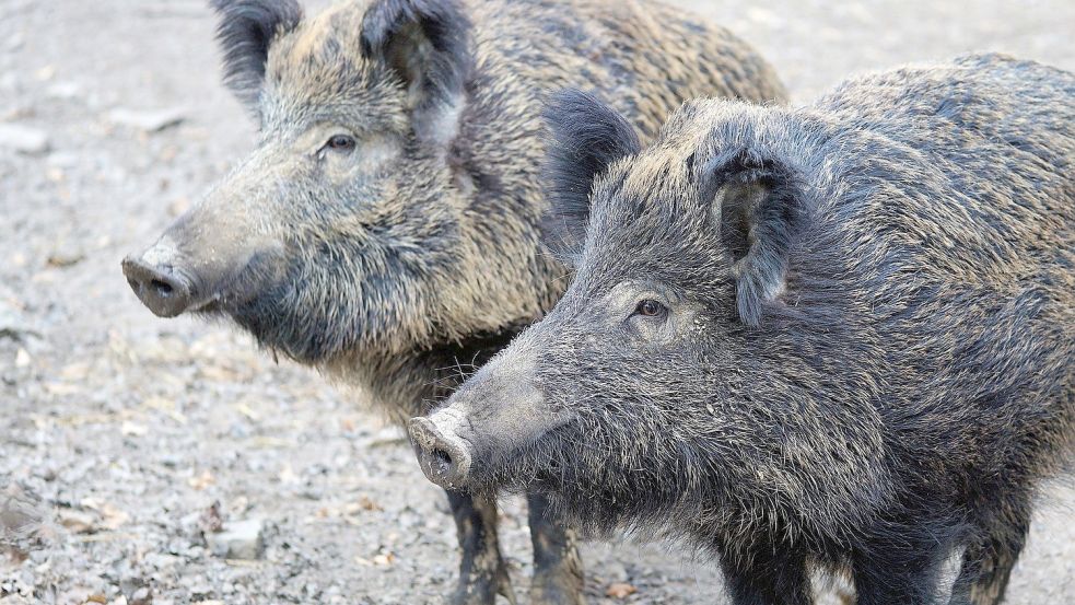 Wildschweine überquerten in der Nacht zu Samstag die Dornumer Straße. Ein Autofahrer konnte nicht mehr ausweichen. Foto: Pixabay