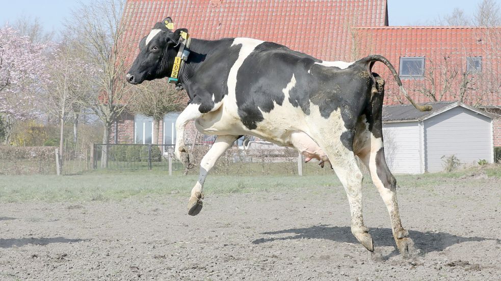 Zu viele freudigen Sprüngen ließen sich die Kühe hinreißen. Fotos: Hock