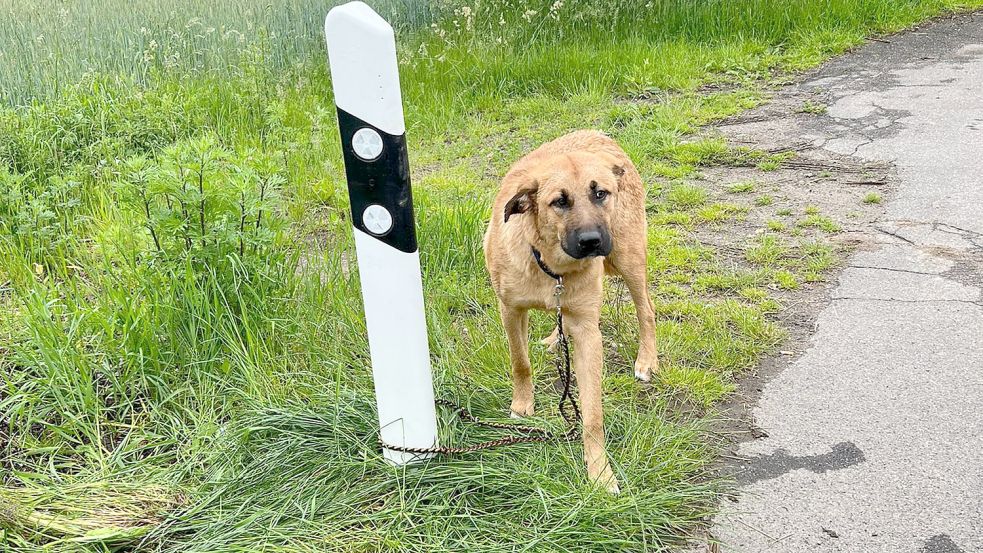 Der bei Braak ausgesetzte Schäferhundmischling Foto: Polizei