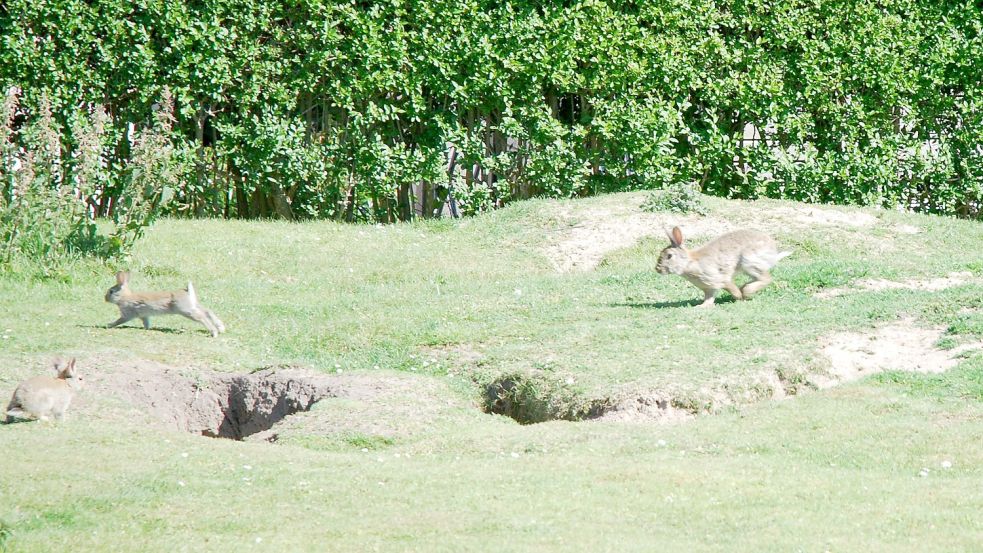 Borkums Kaninchen machen es sich unter anderem auf der Wiese rund um den Neuen Leuchtturm gemütlich. Foto: Ferber