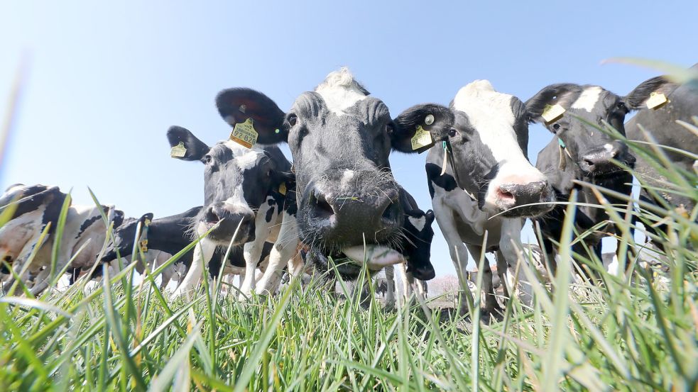 Für eine Stärkung der bäuerlichen Landwirtschaft braucht es auch ein Umdenken bei der Tierhaltung. Davon ist der Norder Fleischer Enno Appelhagen überzeigt. Symbolfoto: Hock/Archiv