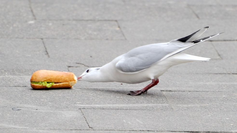 Möwen-Pick“: Statt auf See nach Fisch zu jagen, bevorzugen Möwen immer häufiger „Fast Food“ aus Menschenhand. Die Vögel werden angeblich immer frecher und aufdringlicher. Foto: Carsten Rehder/dpa/Archiv