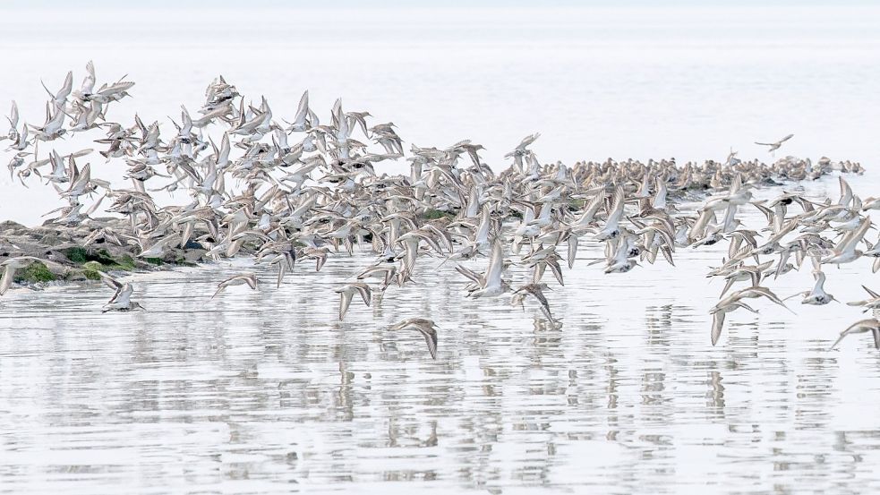 Im Oktober finden wieder die Zugvogeltage statt. Nicht nur Ornithologen kommen hier auf ihre Kosten. Symbolfoto: Schuldt/DPA