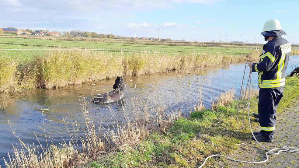 Das Pferd konnte sich nicht mehr aus eigener Kraft aus dem Wasser retten. Foto: Feuerwehr