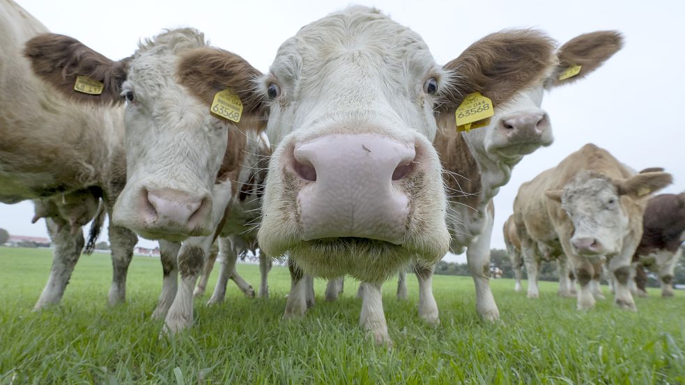 Kühe könnten zukünftig Masken tragen müssen, um weniger Methan in die Luft abzugeben. Foto: dpa/Boris Roessler