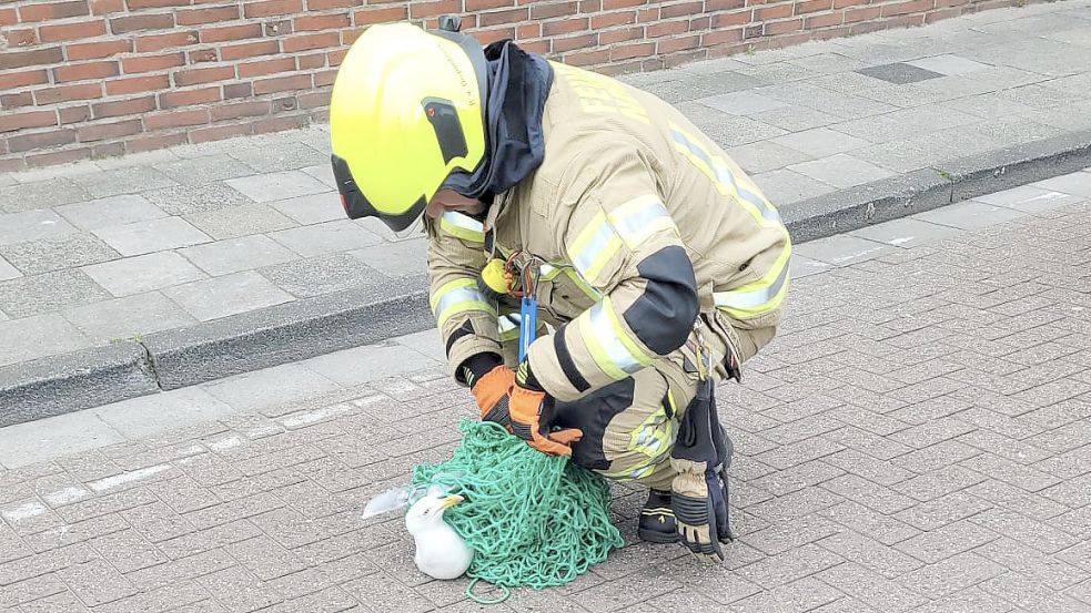 Nach dem Freilassen ging die Möwe ihrer Wege. Foto: Feuerwehr Norderney