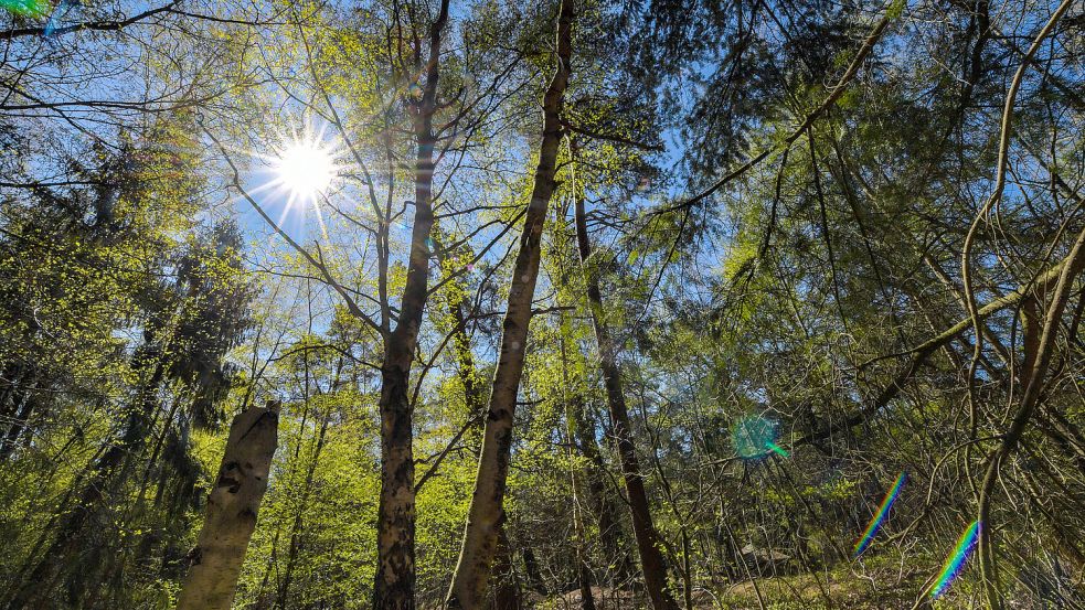 Im Heseler Wald kann man einiges entdecken. Foto: Ortgies/Archiv