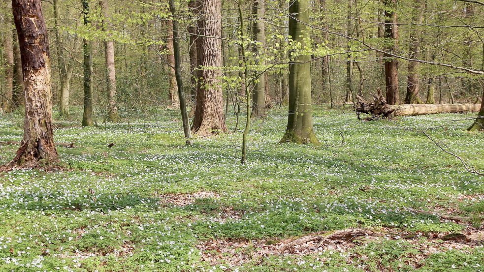 Im Ihlower Wald haben sich Buschwindröschen unter dem alten Eichenbestand ausgebreitet. Foto: Landesforsten/Archiv