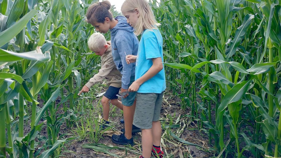 Der richtige Weg ist gesucht beim Mais-Labyrinth in Klostermoor. Foto: Scherzer/Archiv