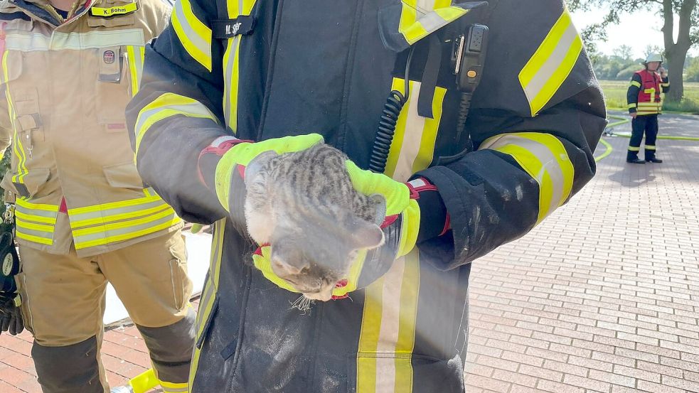 Junge Katzen wurden später von Feuerwehr und THW aus den Trümmern geborgen und zum Tierarzt gebracht. Foto: Loger