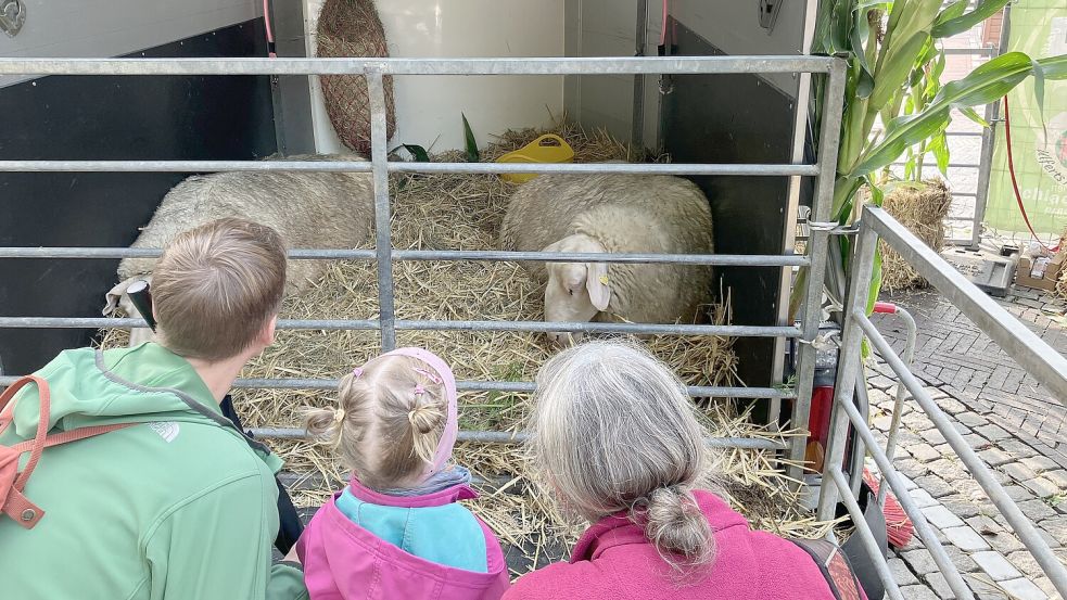 Zogen Groß und Klein in den Bann: Schafe mal ganz aus der Nähe. Foto: Schuurman