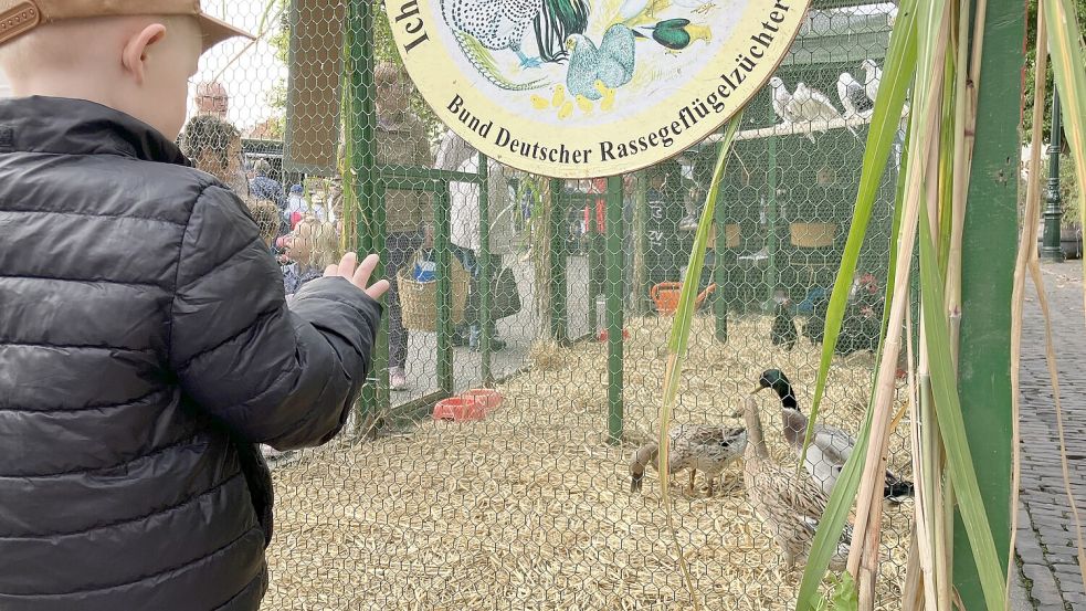 Gucken erlaubt: Laufenten und allerlei Federvieh der Rassegeflügel-Züchter. Foto: Schuurman