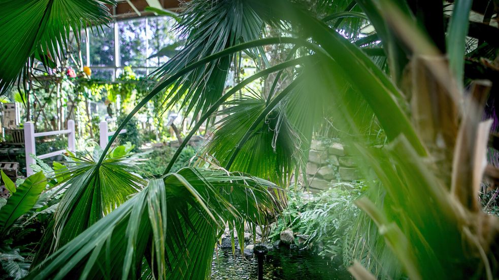 Die Blumenhalle samt dem angegliederten Park Blumenreich zieht mit ihrem wuchernden Grün Touristen nach Wiesmoor. Foto: Cordsen