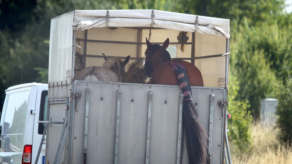 Ein Pferd ist auf der A 31 aus einem Hänger gefallen. Symbolfoto: Hildenbrand/dpa