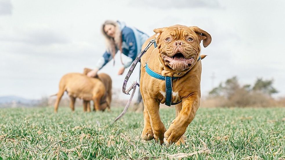 Wenn ein Hund auf einen Passanten losrennt, will er nicht immer spielen. Foto: Archiv