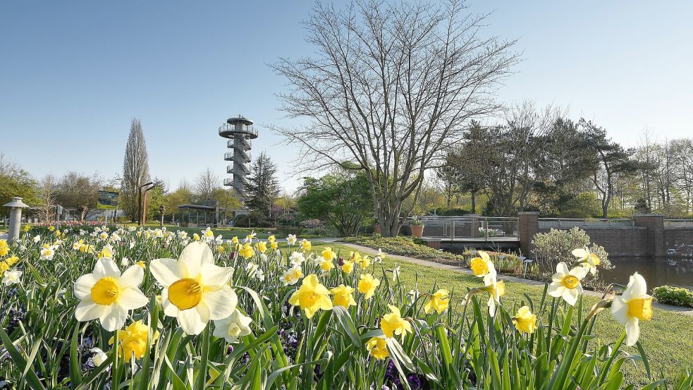 Im Park der Gärten blüht ein Meer von Narzissen. Foto: Park der Gärten