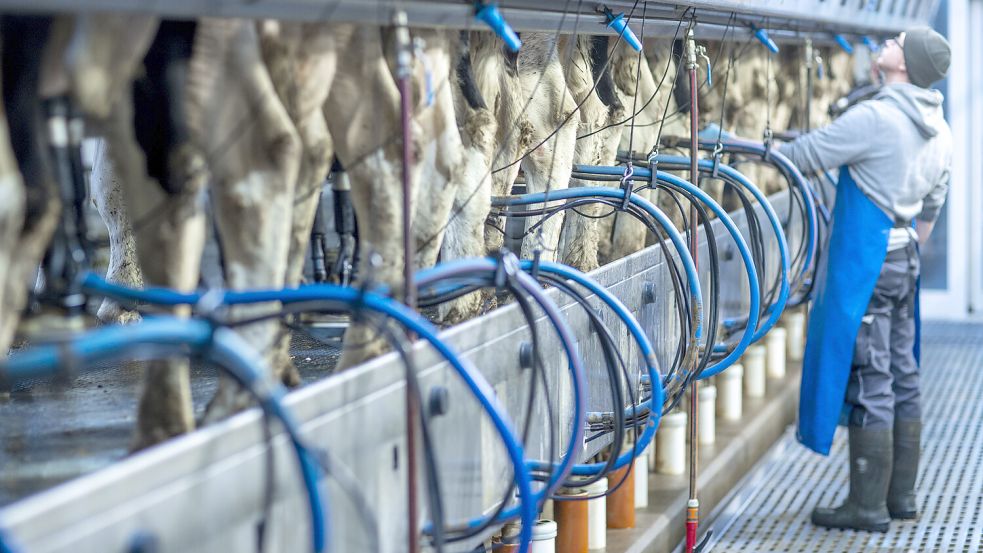 Die Preise für Milch schwanken stark. Einige Verbände – auch aus Ostfriesland – wollen das ändern. Foto: Büttner/DPA/Archiv