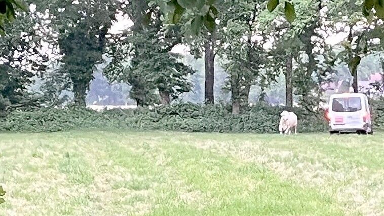 Augenzeugen beobachten, wie versucht wurde, die Kuh einzufangen. Foto: privat