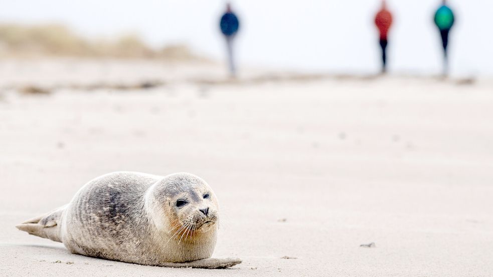 Wer einen Heuler findet, darf ihn auf keinen Fall anfassen. Auf Borkum machen sich die Tiere allerdings rar. Das Foto wurde am Strand von Schillig aufgenommen. Foto: Dittrich/dpa