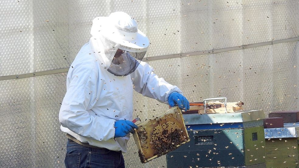Ein Imker kümmert sich um seine Bienenvölker. Symbolfoto: Pixabay