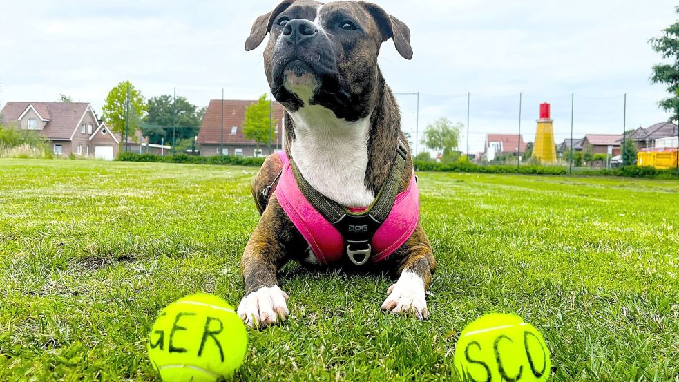 Eröffnungsspiel: Der erste Einsatz für das Hunde-Orakel dieser Zeitung. Foto: Hagewiesche