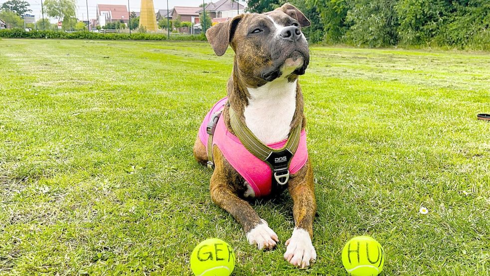 Was sagt das Hunde-Orakel zur Partie Deutschland vs. Ungarn? Ihr seht es hier im Video. Foto: Hagewiesche