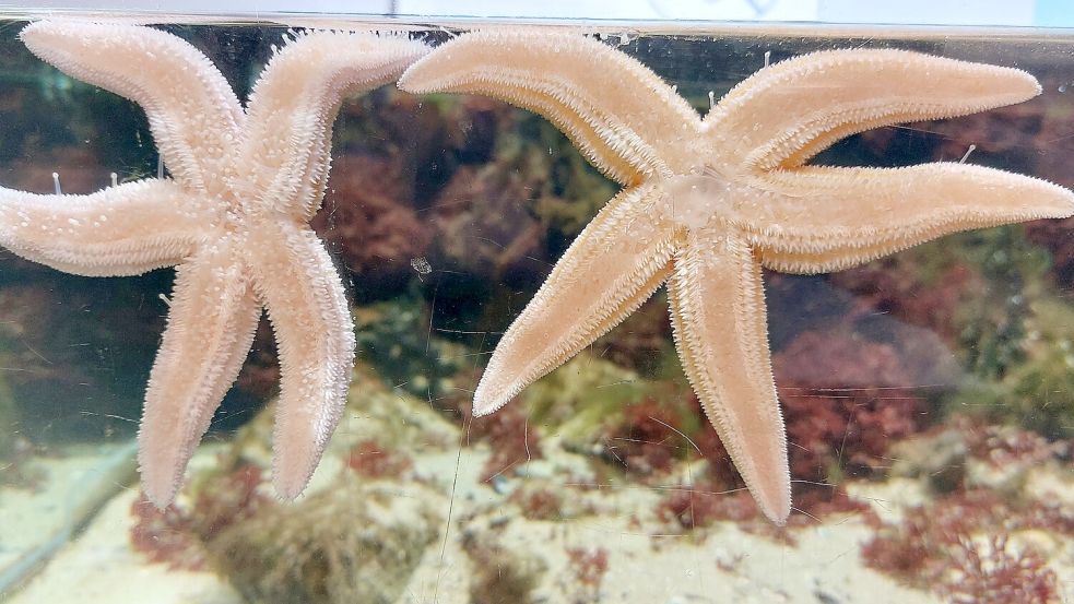 Unter anderem Seesterne sind im Borkumer Nordsee Aquarium zu bestaunen. Foto: Ferber