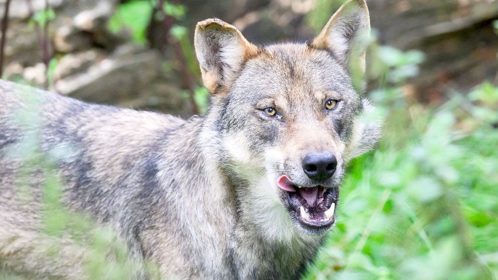 Ein Wolf, hier im Gehege im Wisentgehege Springe, treibt in Jemgum immer noch sein Unwesen. Dienstag kam es in Jemgum erneut zu einem Schafsriss. Foto: dpa