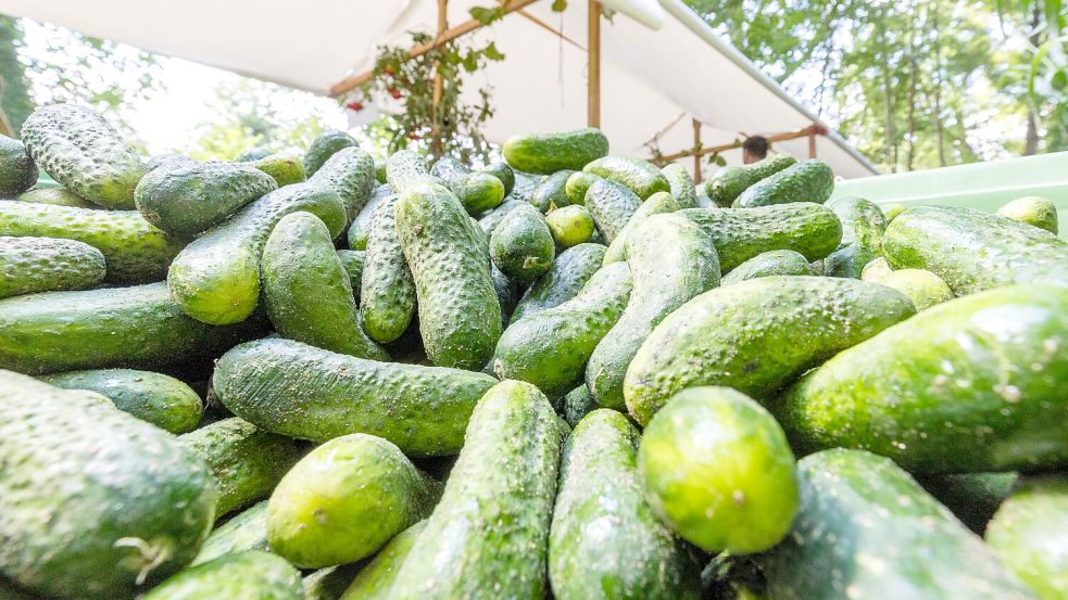 Ob aus dem Spreewald oder dem eigenen Gewächshäuschen: Gurken sind gesund. Tägliche Rituale auch. Symbolfoto: Frank Hammerschmidt/dpa