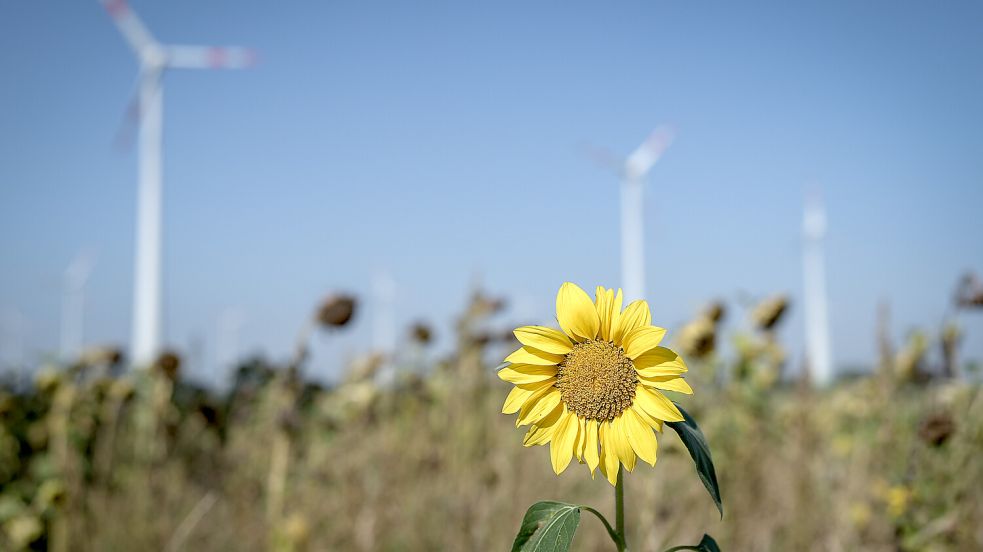 Viel Sonne erwartet Ostfriesland am Wochenende. Symbolfoto: Kay Nietfeld/dpa