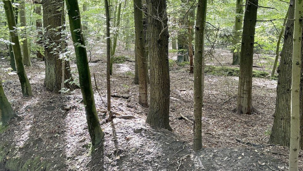 Im Popenser Gehölz werden demnächst Verstorbene ihre letzte Ruhe finden. Fotos: Luppen