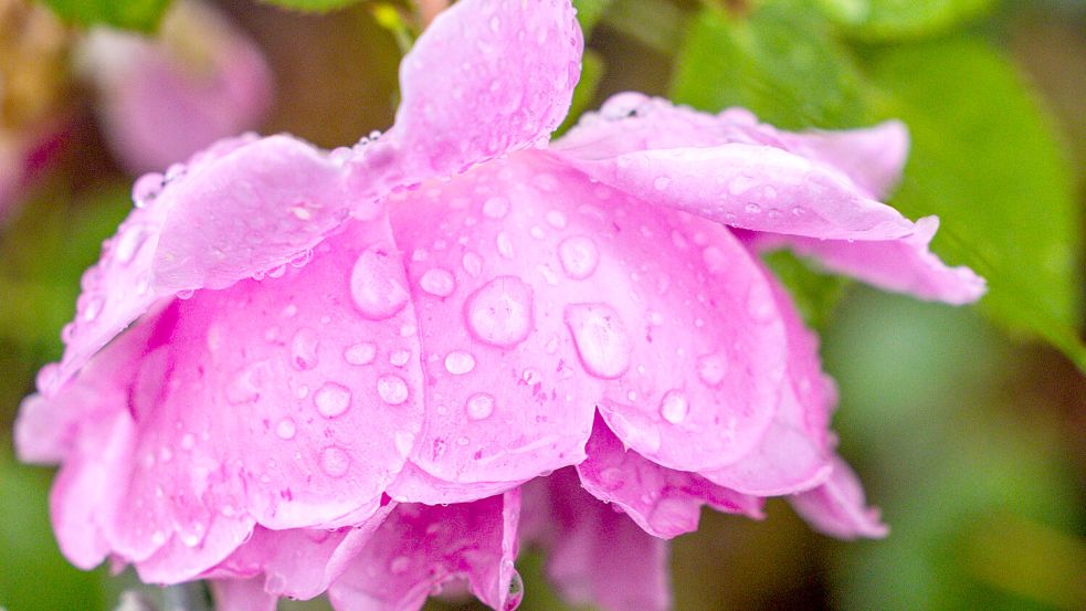 Regentropfen auf einer Rosenblüte. Die Temperaturen in Ostfriesland sollen trotz Herbstbeginn in den nächsten Tagen steigen. Symbolfoto: Jens Büttner/dpa