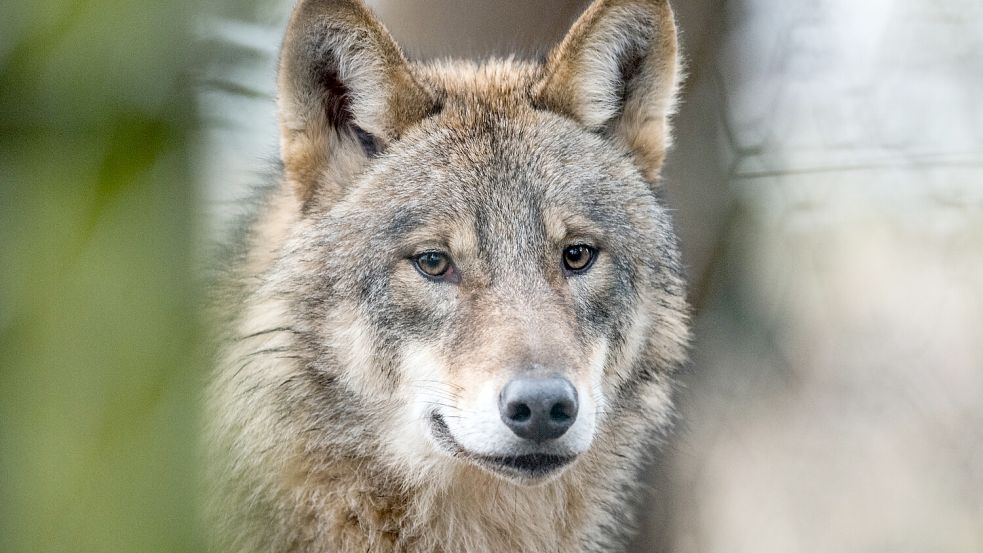 Der Wolf – von „streng geschützt“ zu „geschützt“: Die EU-Staaten haben am Mittwoch eine Abschwächung des Schutzstatus für den Wolf auf den Weg gebracht. Foto: Thissen/DPA