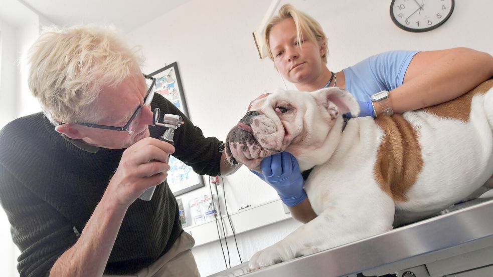 Schau mir in die Augen: Dr. Karl-Ludwig Solaro untersucht das entzündete Auge der englischen Bulldogge „Müsli“. Unterstützung bekommt er dabei von der Tiermedizin-Studentin Hannah Bittner, die derzeit ein Praktikum bei dem Veterinär macht. Fotos: Ortgies