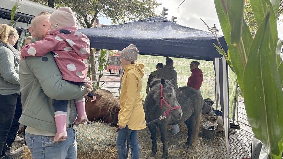 Auf dem Erntedankfest konnte man den Ponys ganz nah kommen.