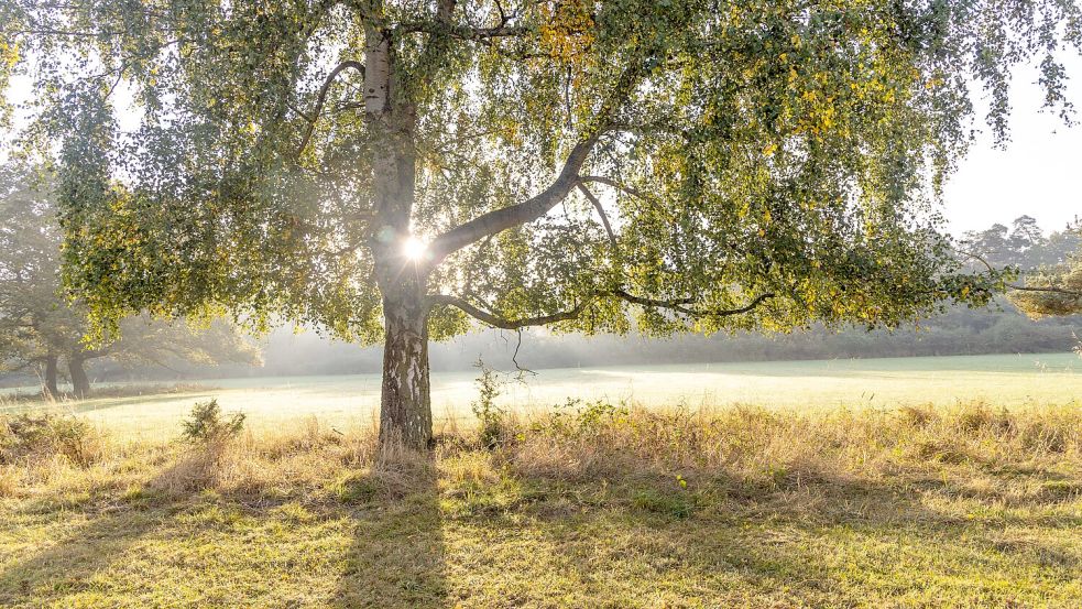 In den nächsten Tagen zeigt sich die Sonne wieder vermehrt und die Temperaturen steigen wieder etwas an. Foto: IMAGO/Jan Eifert