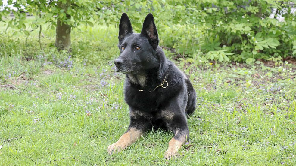 Schäferhund Forrest hat seine zweibeinigen Kollegen als ausgebildeter Drogenspürhund zu einem Auto voll mit Drogen geführt. Foto: Polizei Bremen