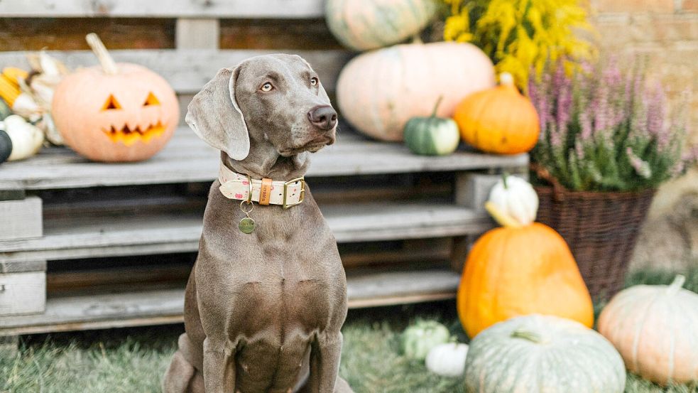 Im Tierheim Jübberde wird bereits am Wochenende Halloween gefeiert – mit einem Flohmarkt. Symbolfoto: Karolina Grabowska/Pexels