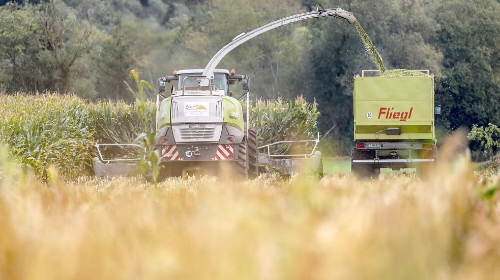 Die Maisernte läuft. Im Emsland allerdings wurde ein Landwirt bestohlen. Symbolfoto: DPA