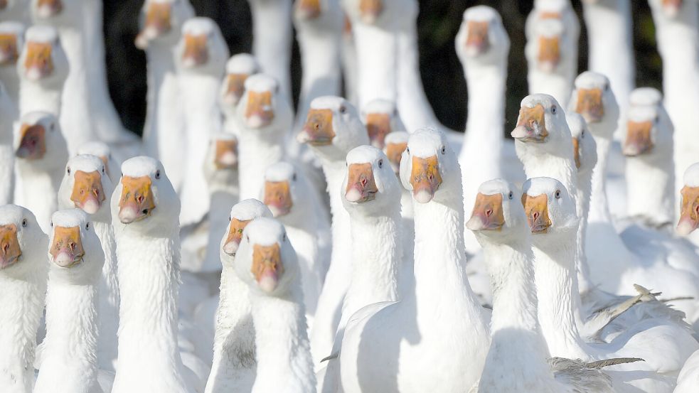 In Haren wurde eine Gänseschar gesichtet. Die Stadt geht davon aus, dass es sich nicht um Wildgänse handelt. Symbolfoto: Rehder/DPA