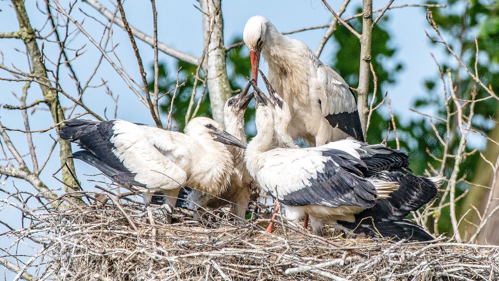 Immer mehr Störche kommen wegen des milden Winters früher aus dem Süden zurück. Manche bleiben sogar den ganzen Winter über in Ostfriesland. Foto: Malzbender/NABU/dpa