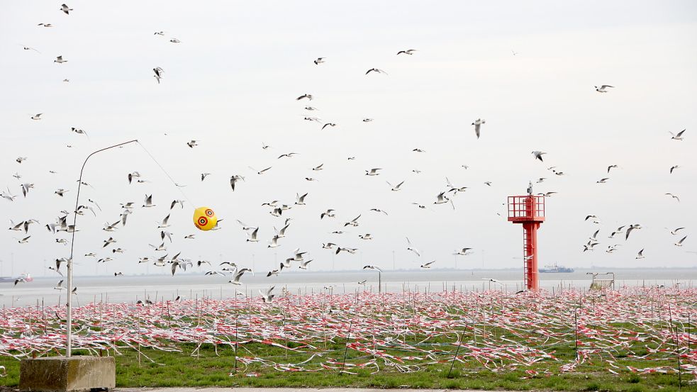 Seit dem vergangenen Jahr wird versucht, die Schwalben-Kolonie im Borkumer Hafen umzusiedeln. Foto: Ferber