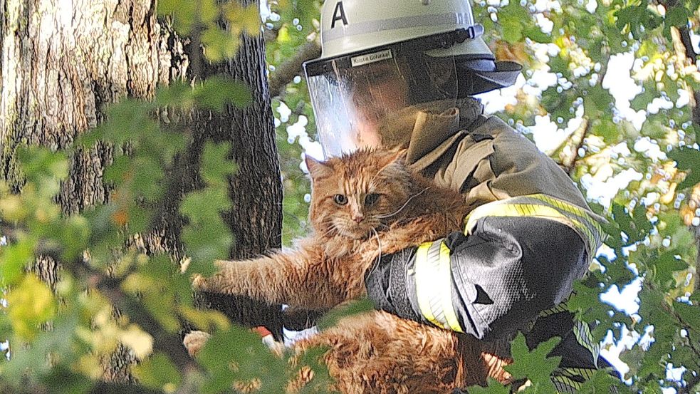 Auf halber Höhe des Baumes bekamen die Einsatzkräfte die Katze zu packen. Foto: Wolters