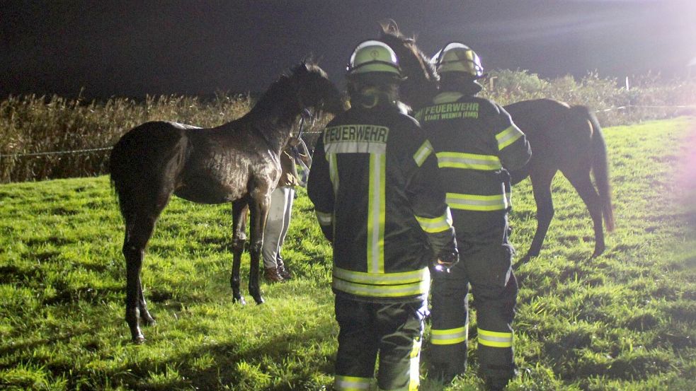 Beide Pferde blieben unverletzt. Foto: Rand/Feuerwehr