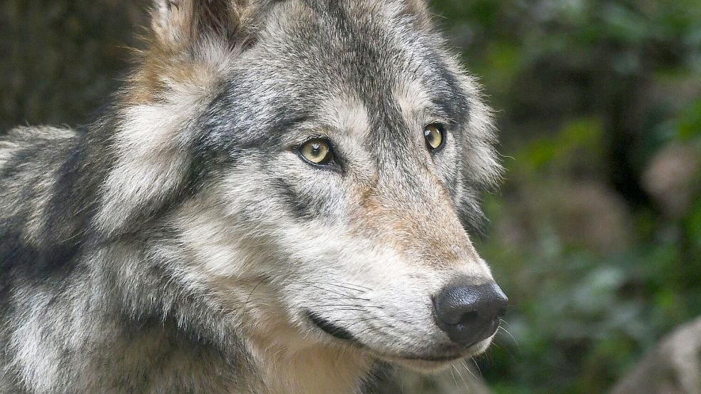 Zahlreiche Wolfsrisse hat es im Rheiderland gegeben. Symbolfoto: Pixabay