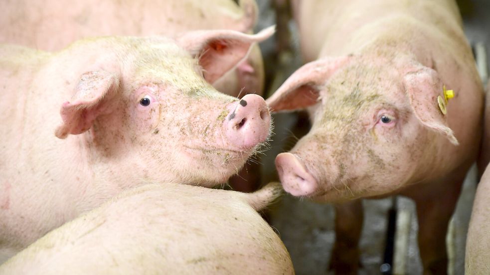 In dem Betrieb im Emsland ging es einigen Tieren offenbar nicht gut. Symbolfoto: Schneider-Solis/dpa