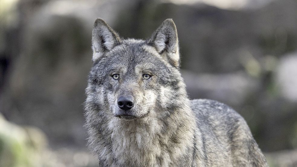 Es hat Wolfsrisse im Rheiderland gegeben. Symbolfoto: Pixabay