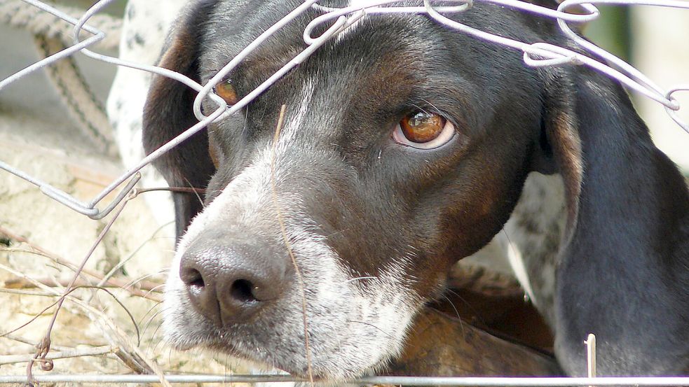 Tierschutzbeschwerden beziehen sich oft auf Hunde- und Katzenhaltungen. Symbolfoto: Pixabay