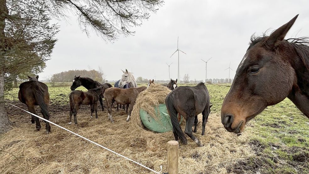 Die mageren Tiere auf der Weide im Moor in Richtung Neufirrel. Der trockene Flecken ist so klein, dass die Schimmelstute in den angrenzenden Graben rutschte. Vorher hatte sich das Tier ein Sprunggelenk an Stacheldraht verletzt. Foto: Böning